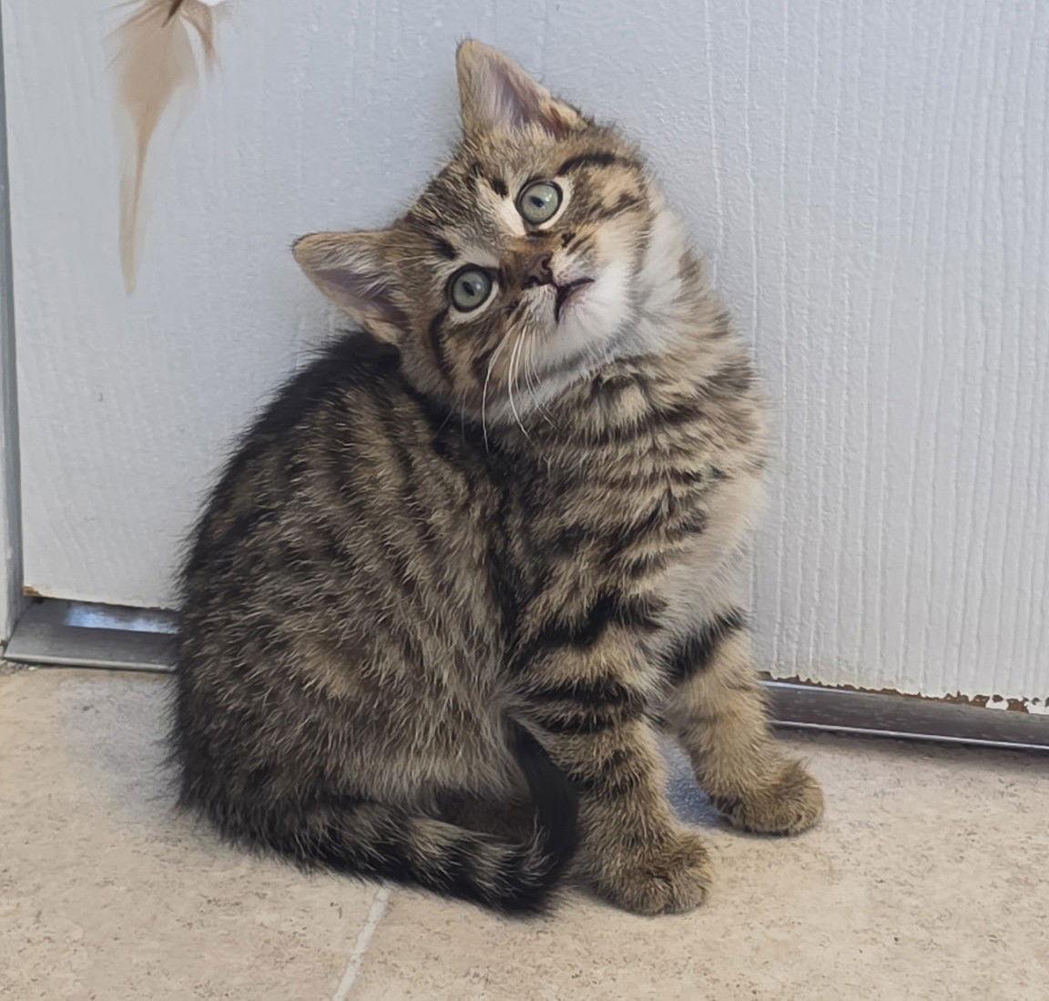 Bok, a Adopted mixed breed in Island Lake, IL image 3/3