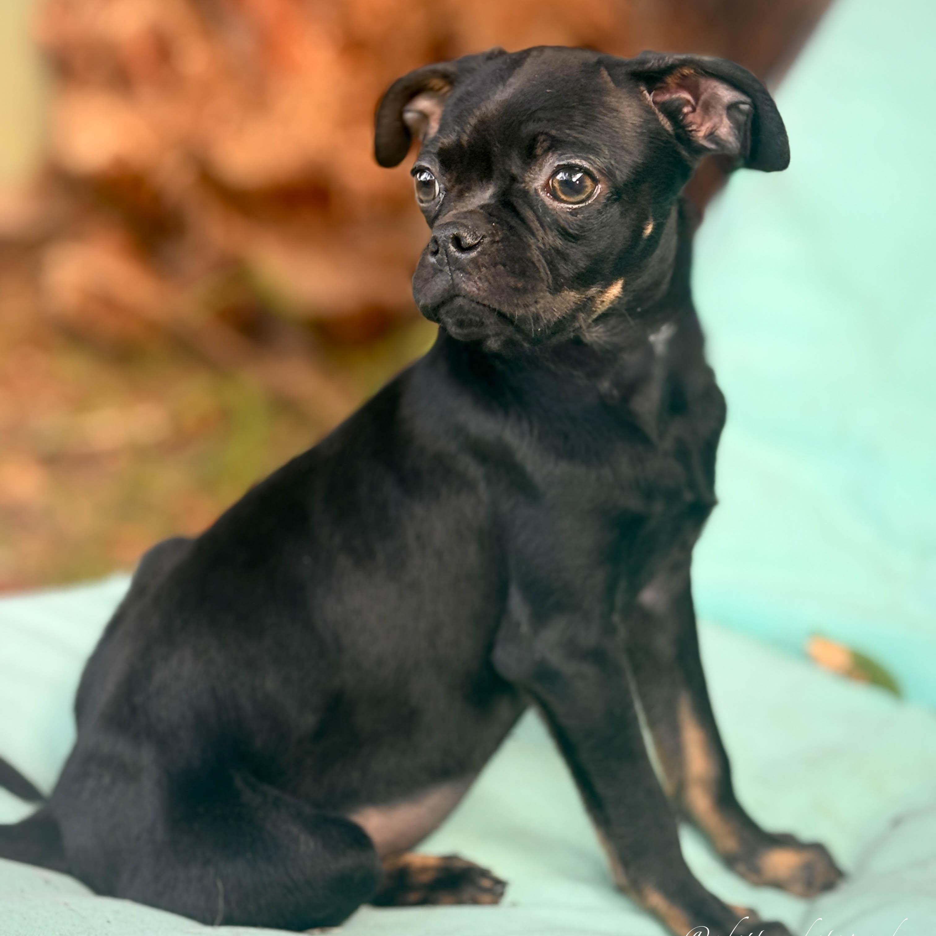 Enlarge Flower girl, a ADOPTABLE mixed breed in Torrance, CA image 1/4