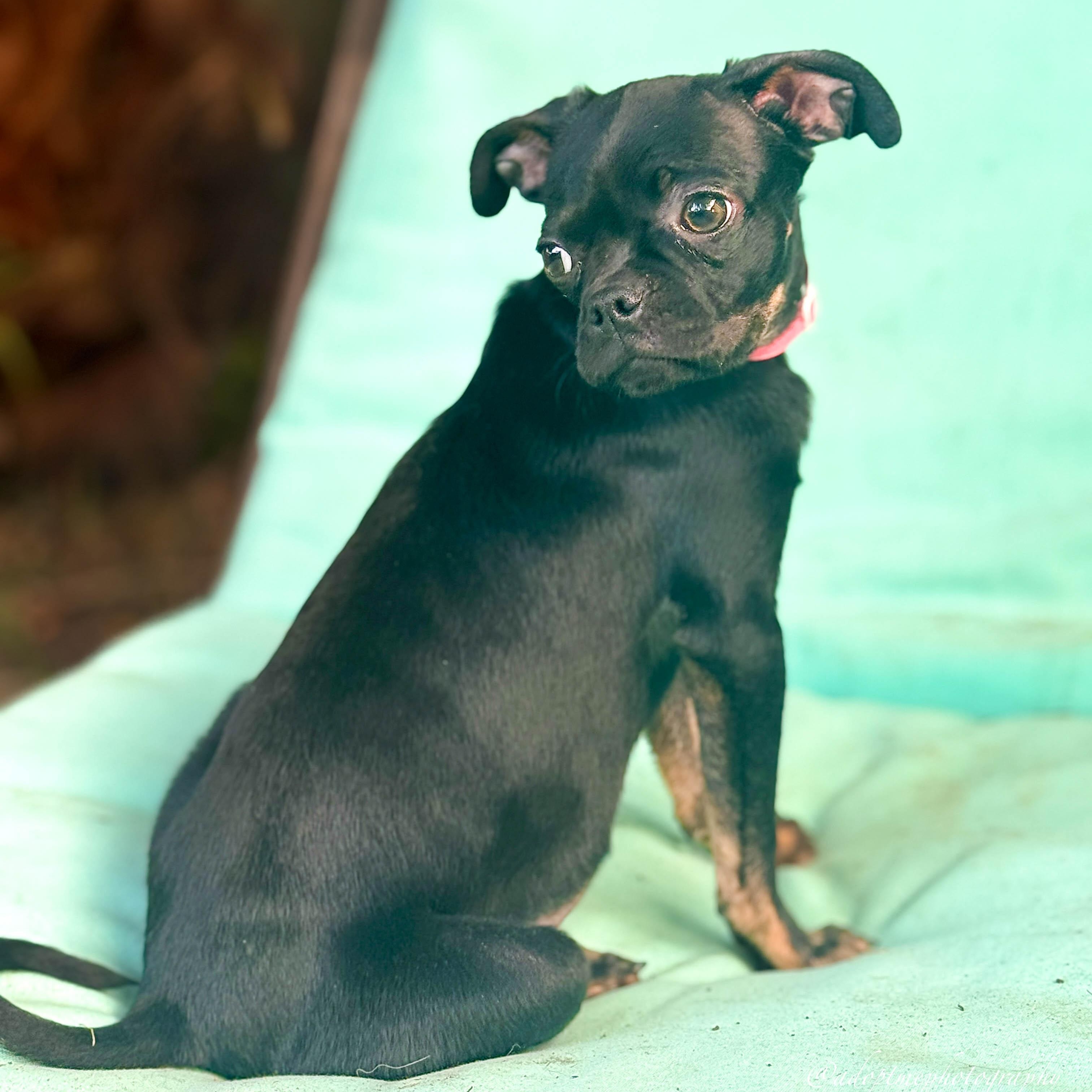 Enlarge Flower girl, a ADOPTABLE mixed breed in Torrance, CA image 2/4