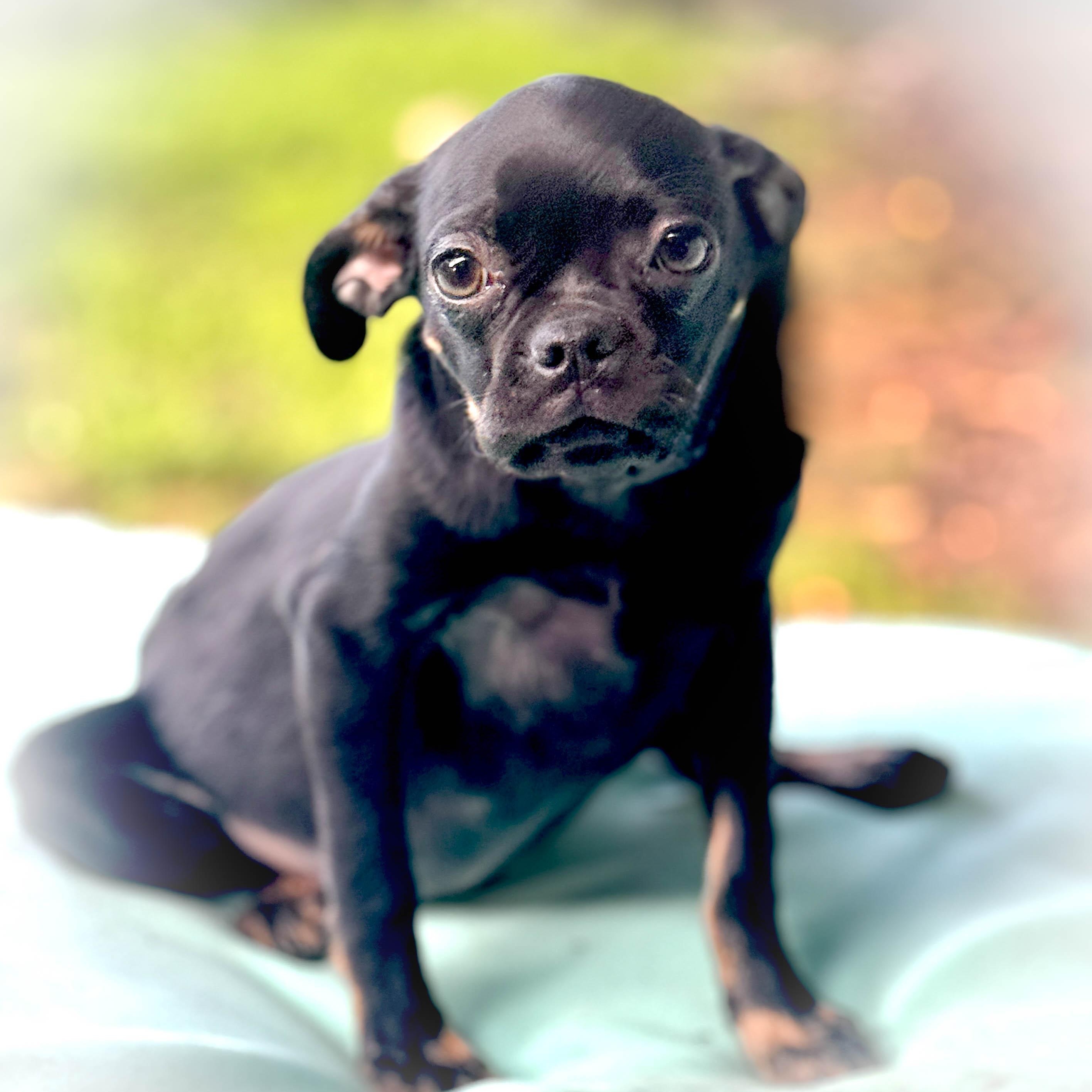 Enlarge Flower girl, a ADOPTABLE mixed breed in Torrance, CA image 3/4
