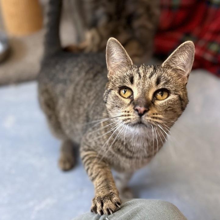 Jazz Wtaz thumbnail 3