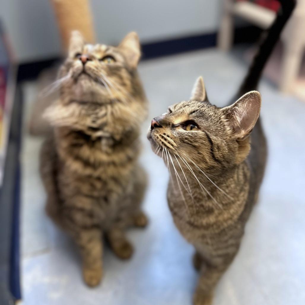 Jazz Wtaz thumbnail 4