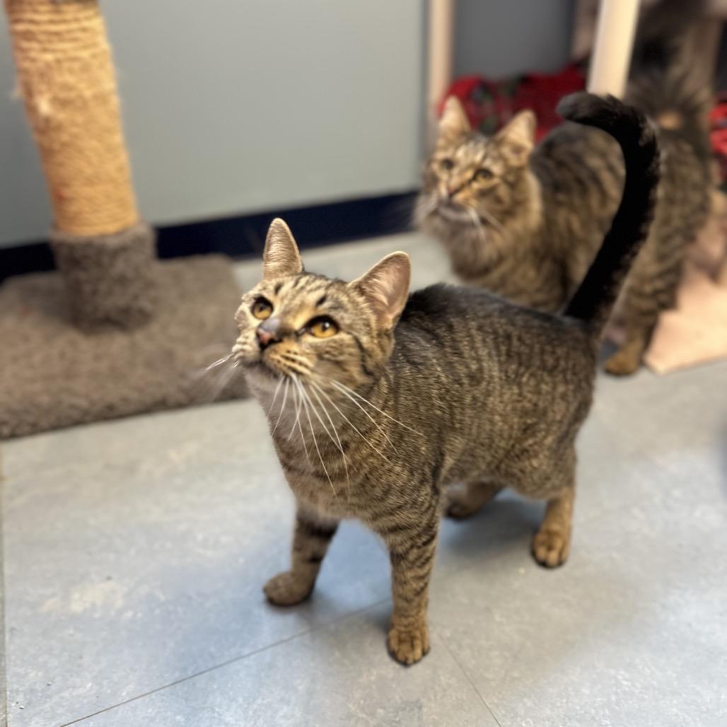 Jazz Wtaz thumbnail 5