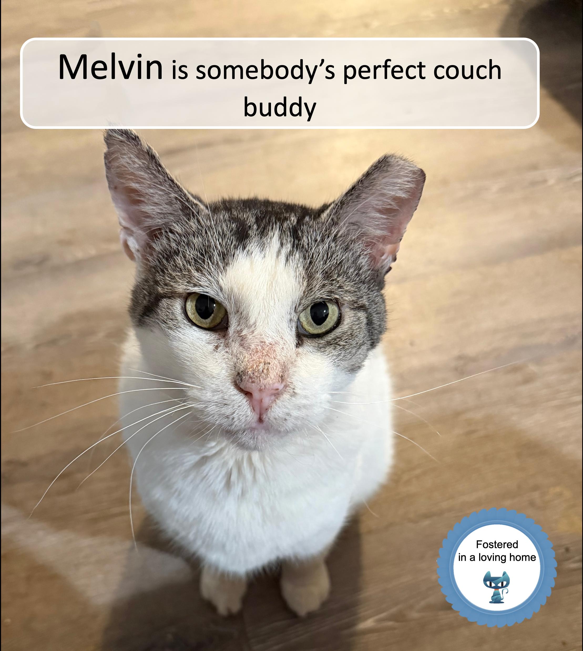 Melvin, ADOPTABLE, Senior Male Domestic Short Hair.