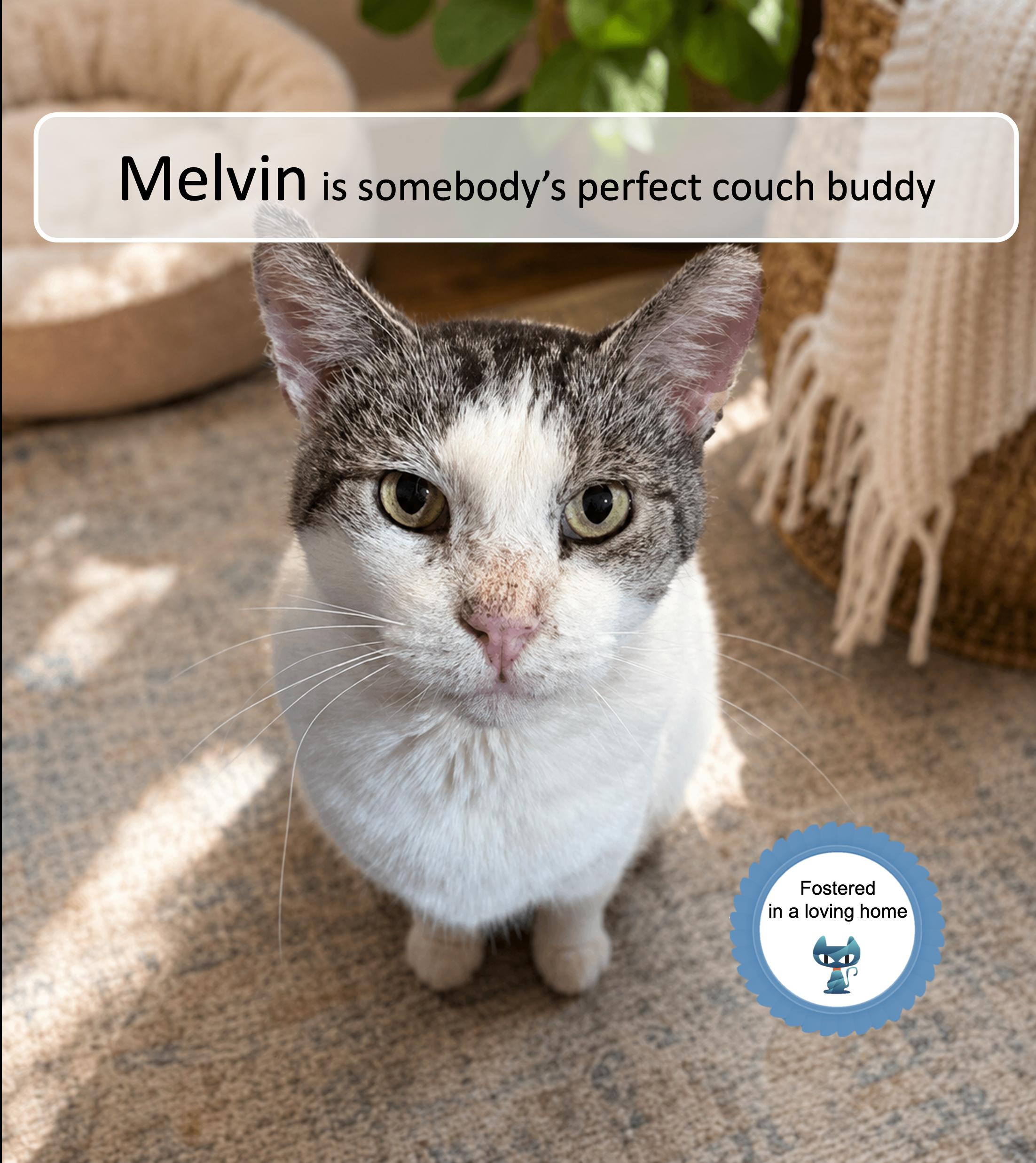 Enlarge Melvin, a ADOPTABLE Domestic Short Hair in Cincinnati, OH image 1/1