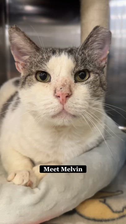 Enlarge Melvin, a ADOPTABLE Domestic Short Hair in Cincinnati, OH video 2/2