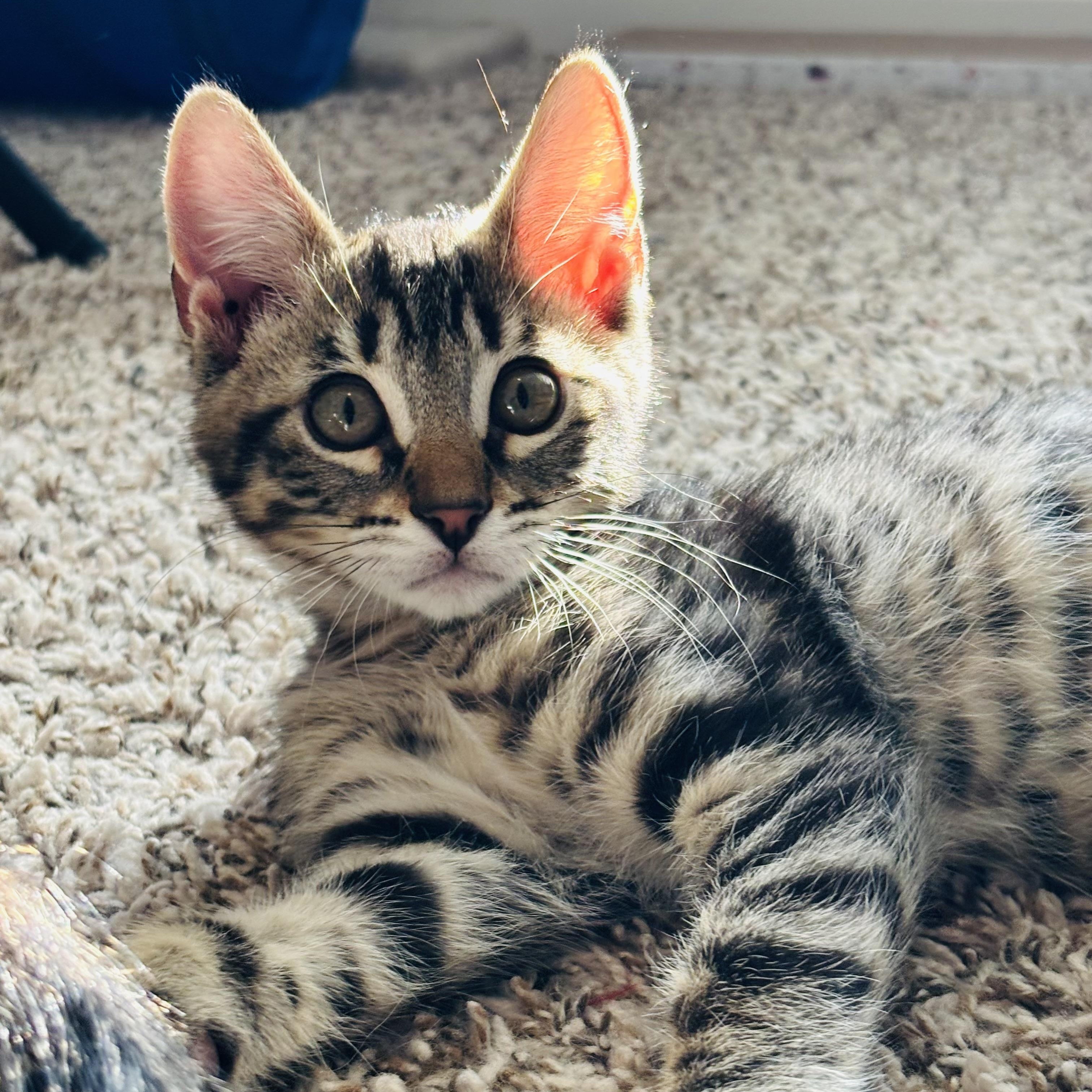 Benny, ADOPTABLE, Kitten Male Tabby.