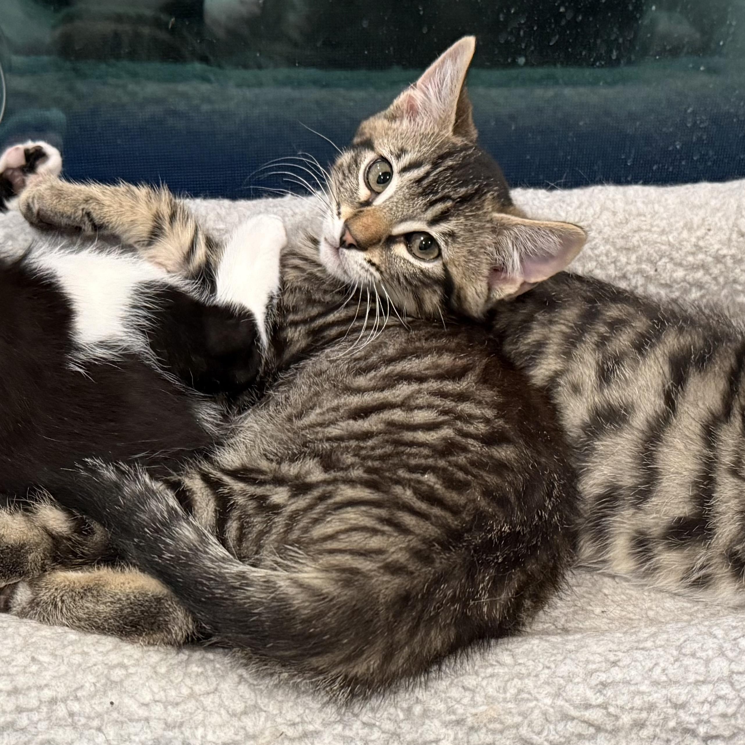 Benny, a ADOPTABLE Tabby in Sacramento, CA image 3/4