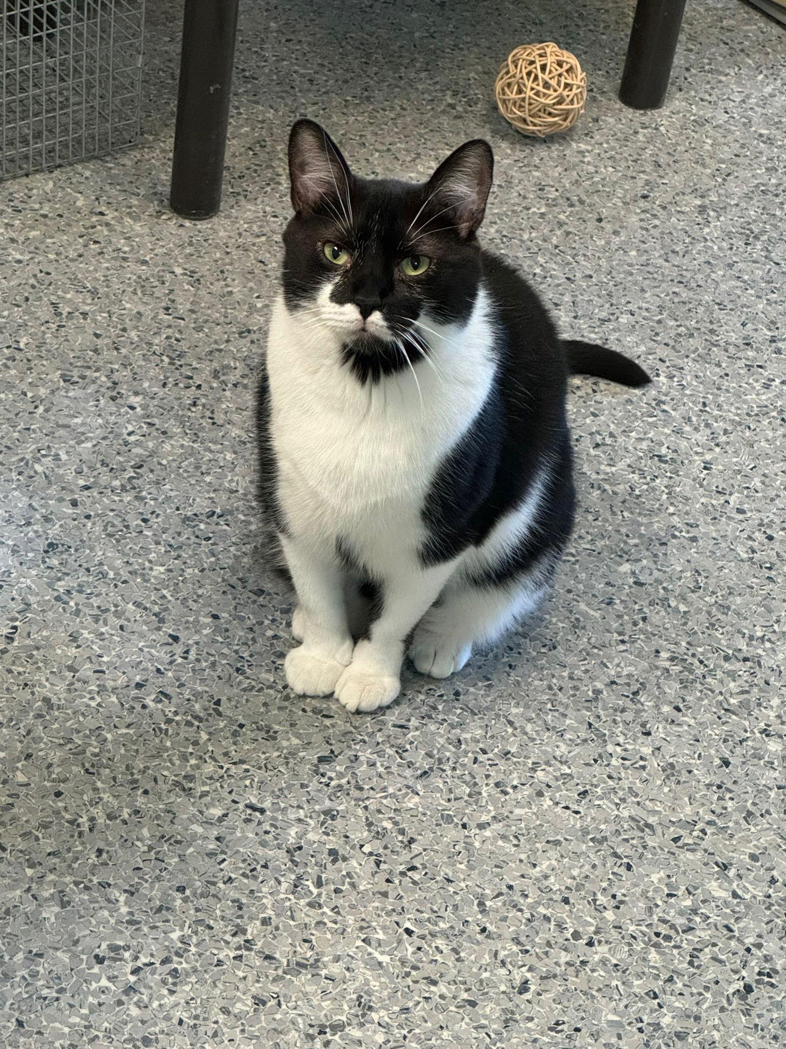 Randy, a Adoptable Domestic Short Hair in Hopewell, VA image 2/3