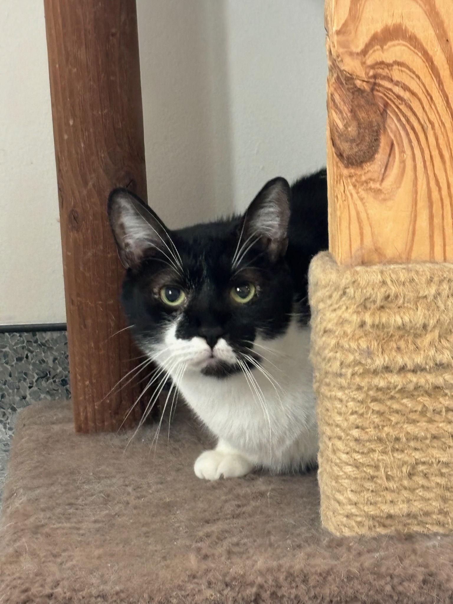 Enlarge Randy, a Adoptable Domestic Short Hair in Hopewell, VA image 2/6