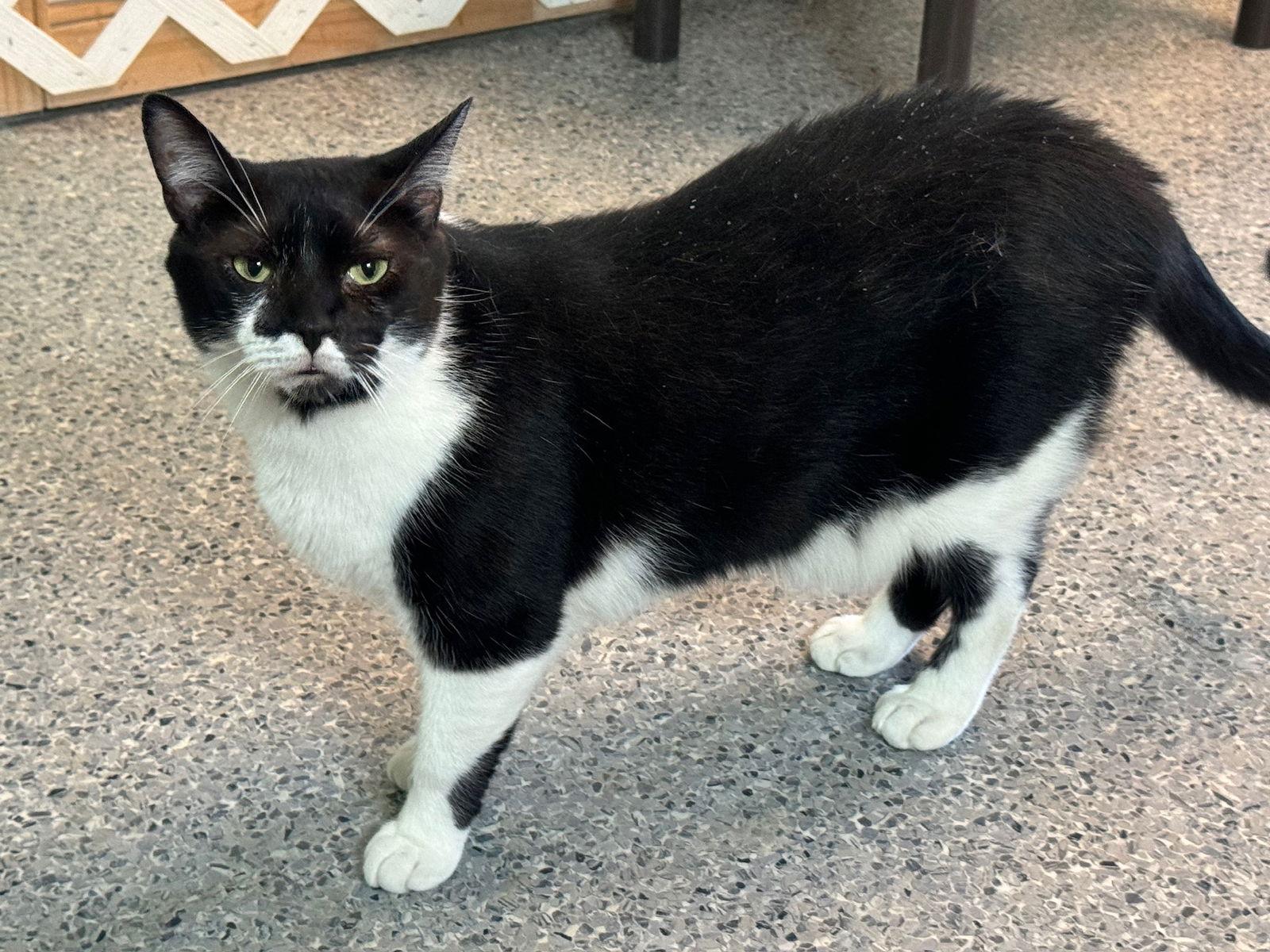 Enlarge Randy, a Adoptable Domestic Short Hair in Hopewell, VA image 3/6