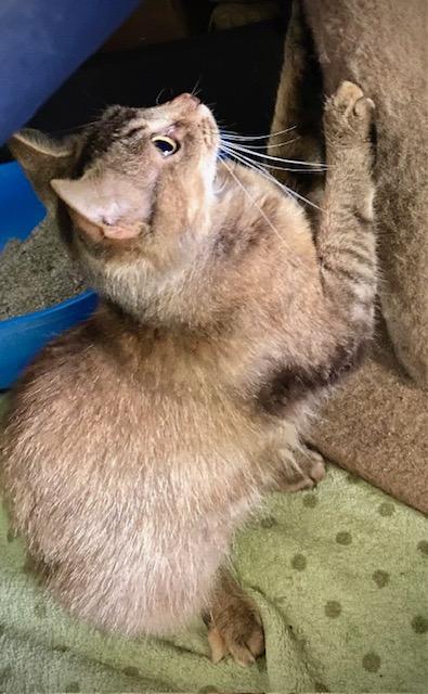 Enlarge Honeybear, a Adoptable mixed breed in Chattanooga, TN image 2/5