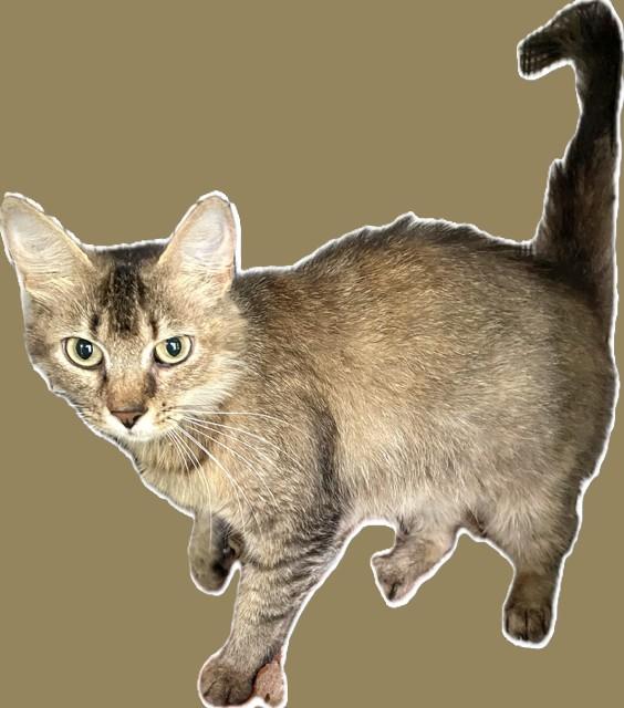 Enlarge Honeybear, a Adoptable mixed breed in Chattanooga, TN image 4/5