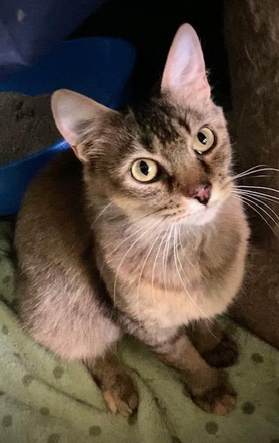 Enlarge Honeybear, a Adoptable mixed breed in Chattanooga, TN image 1/5