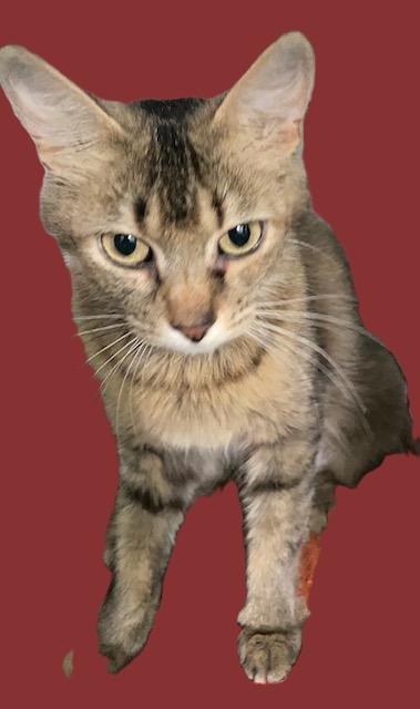 Enlarge Honeybear, a Adoptable mixed breed in Chattanooga, TN image 5/5