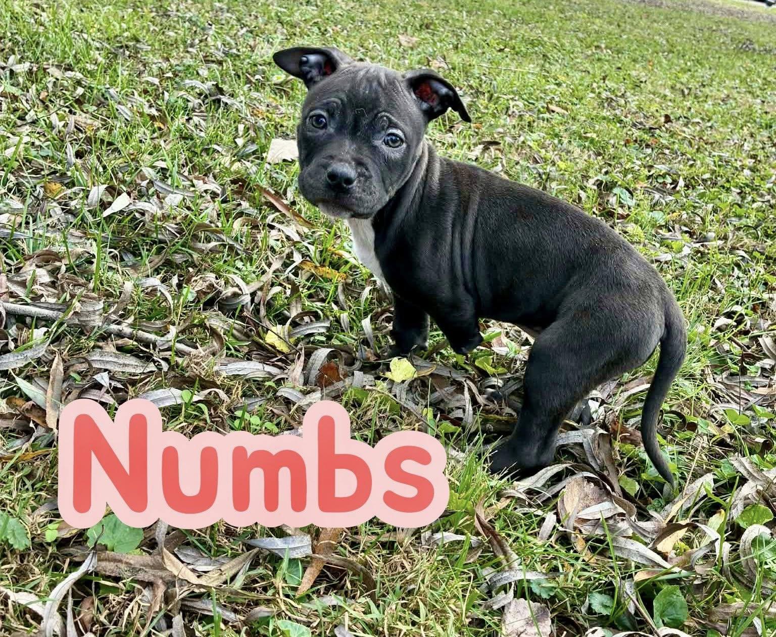 https://www.petfinder.com/dog/numbs-3-legged-adorableness-nj-79738392/nj/morristown/feline-foster-farm-tn1033/?referrer_id=695155d0-c0e2-4f0a-820e-c25d95199e10&utm_source=api&utm_medium=partnership&utm_content=695155d0-c0e2-4f0a-820e-c25d95199e10