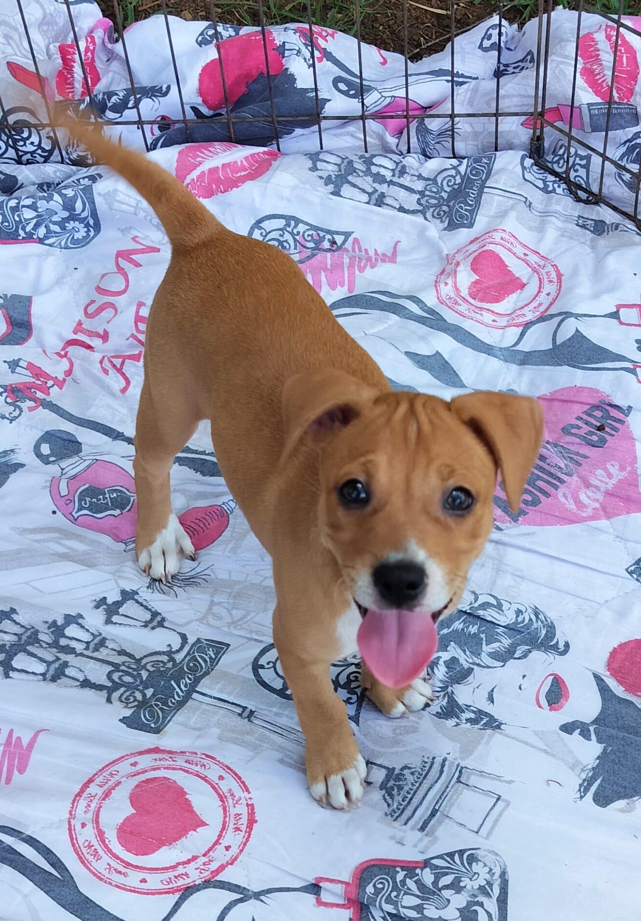 Maple, an adopted Boxer & Labrador Retriever Mix in Annapolis, MD_image-1