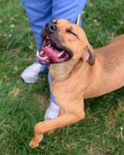 DI 88 Paulie Pocket HHS RRP, Adoptable, Young Male Pit Bull Terrier.
