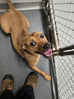 Enlarge DA 5 Paulie Pocket, a Adoptable Pit Bull Terrier in Glen Allen, VA image 1/1