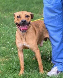 Enlarge DI 88 Paulie Pocket HHS RRP, a Adoptable Pit Bull Terrier in Glen Allen, VA image 2/3
