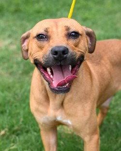 Enlarge DI 88 Paulie Pocket HHS RRP, a Adoptable Pit Bull Terrier in Glen Allen, VA image 3/3