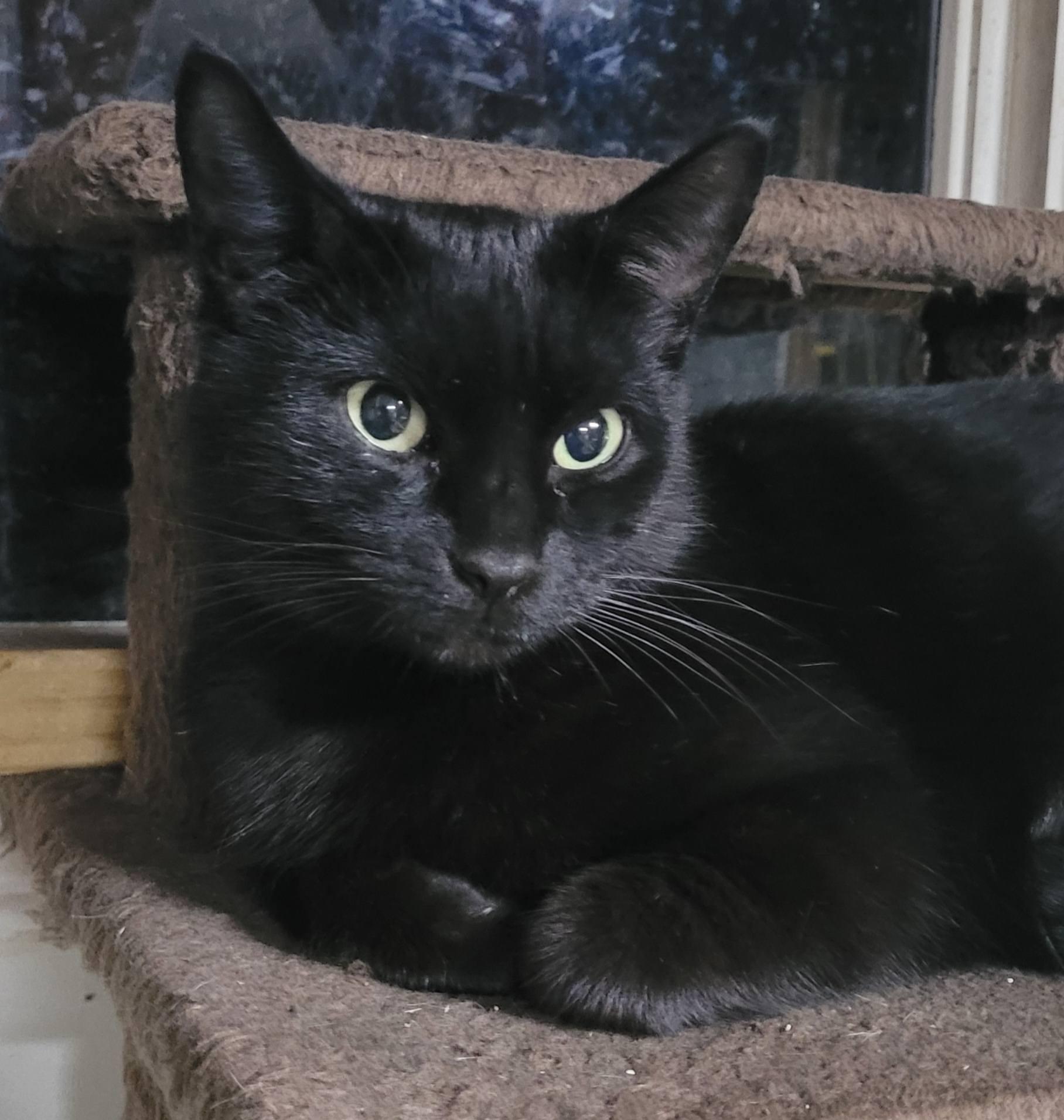 Alaya, Adoptable, Adult Female Domestic Short Hair.