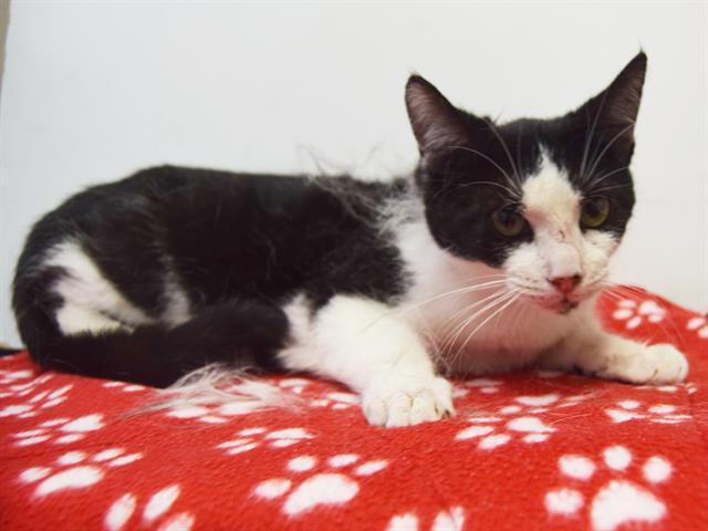 Enlarge MACY, a Adoptable Domestic Short Hair in Sacramento, CA image 1/1