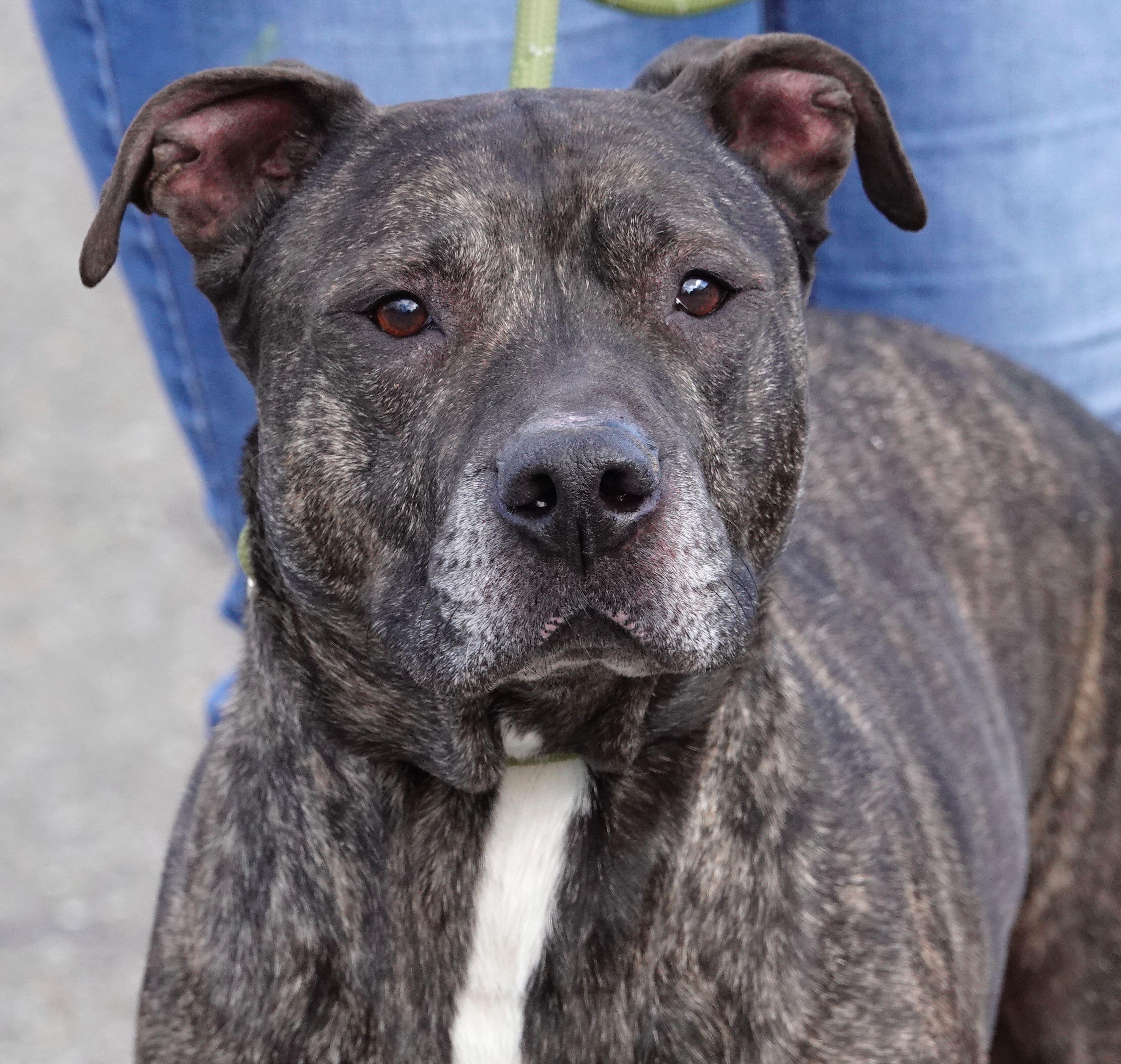 Cliff - UPDATED, a Adoptable mixed breed in Millfield, OH image 1/4