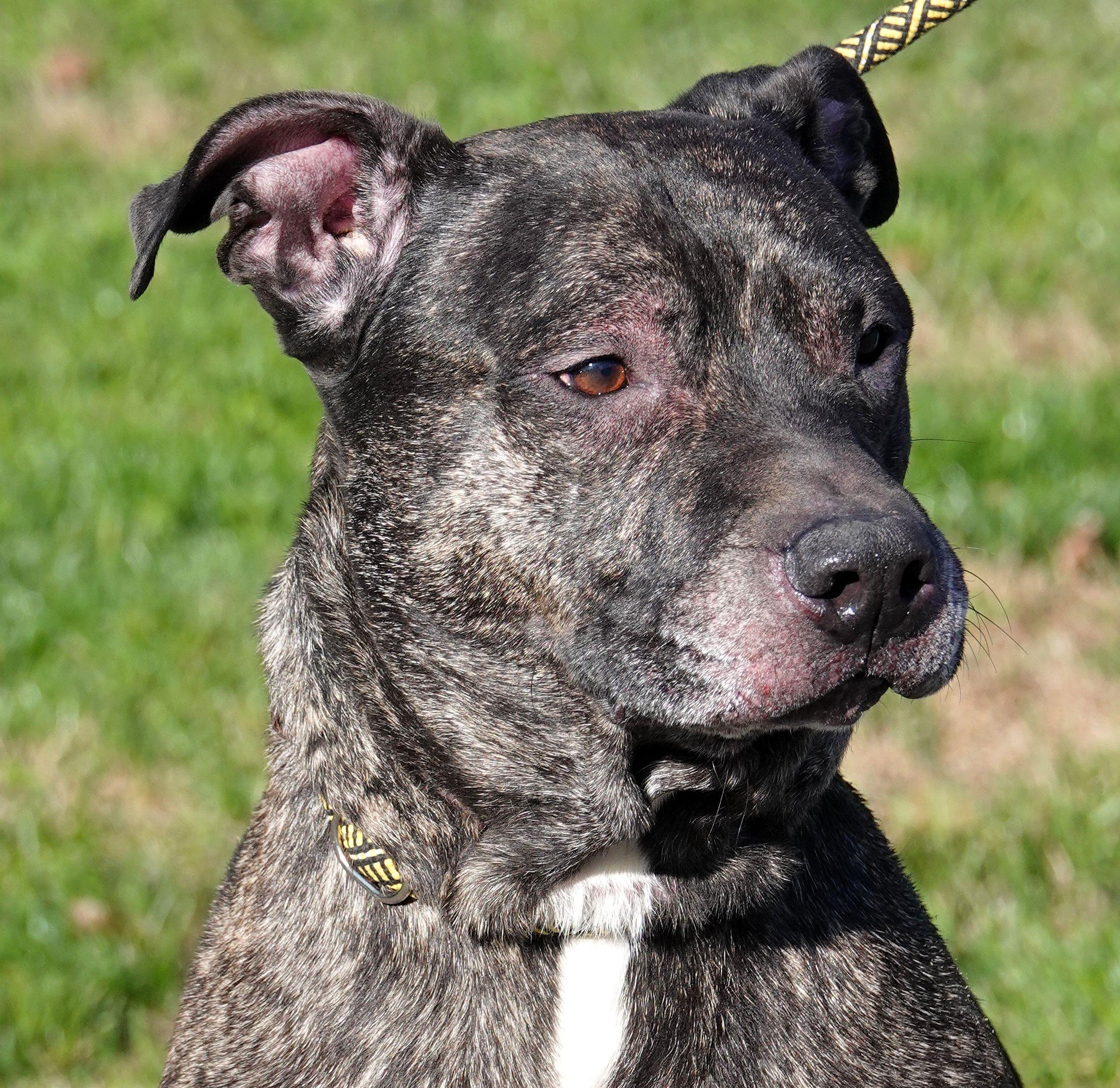 Cliff - HEARTWORM POSITIVE, Adoptable, Senior Male Mastiff.
