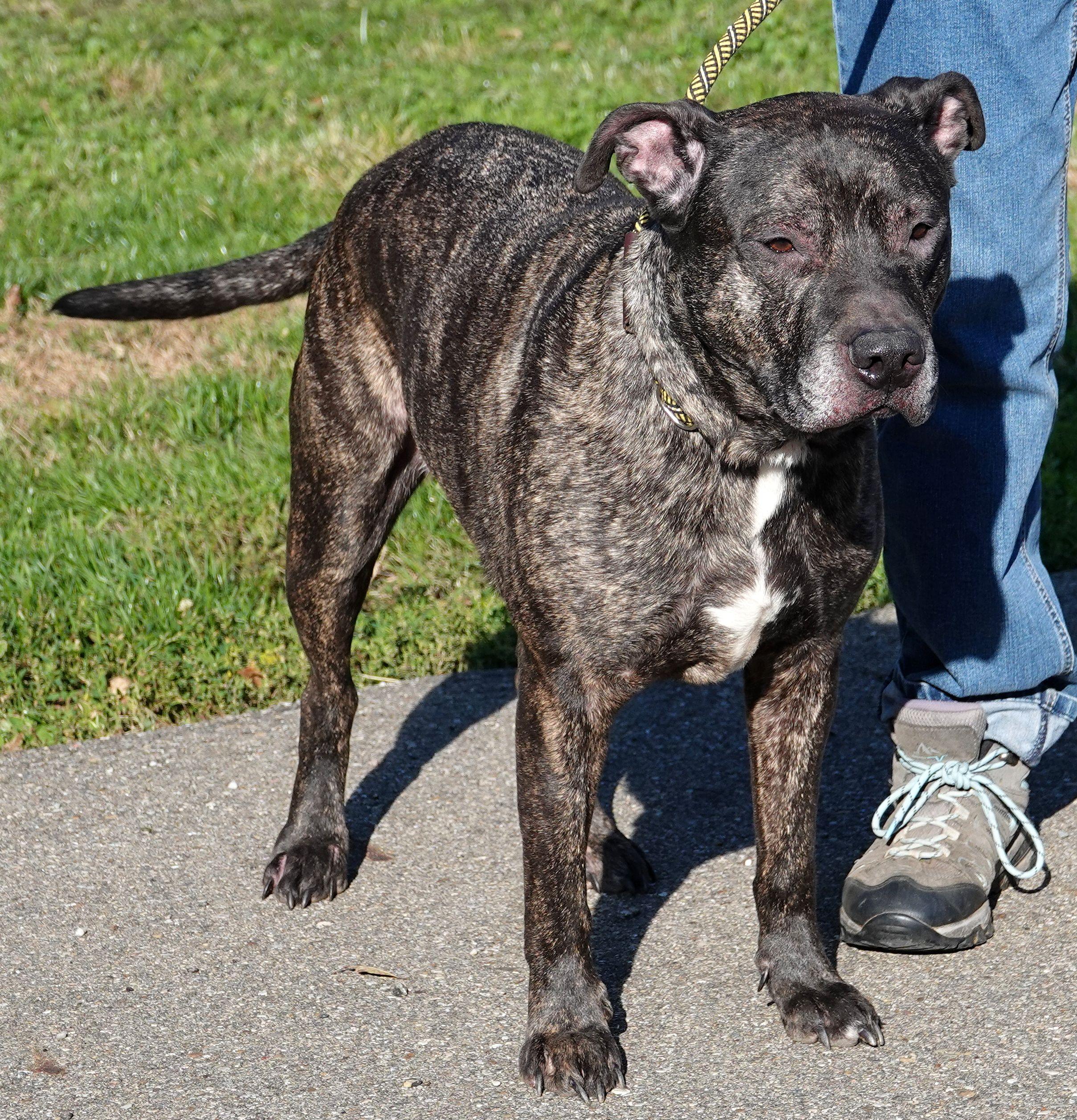 Cliff - HEARTWORM POSITIVE, a Adoptable mixed breed in Millfield, OH image 3/4