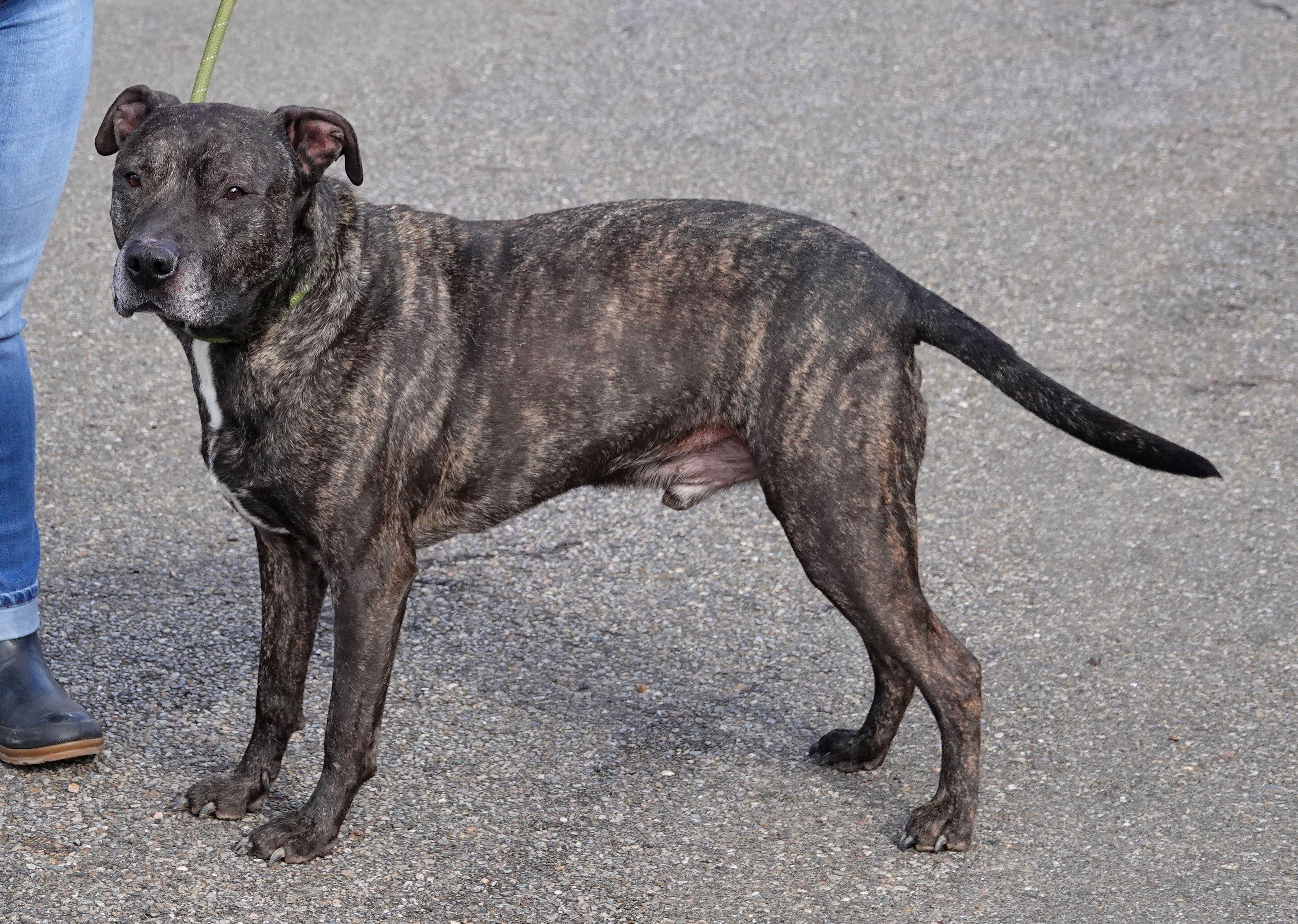 Cliff - UPDATED, a Adoptable mixed breed in Millfield, OH image 3/4