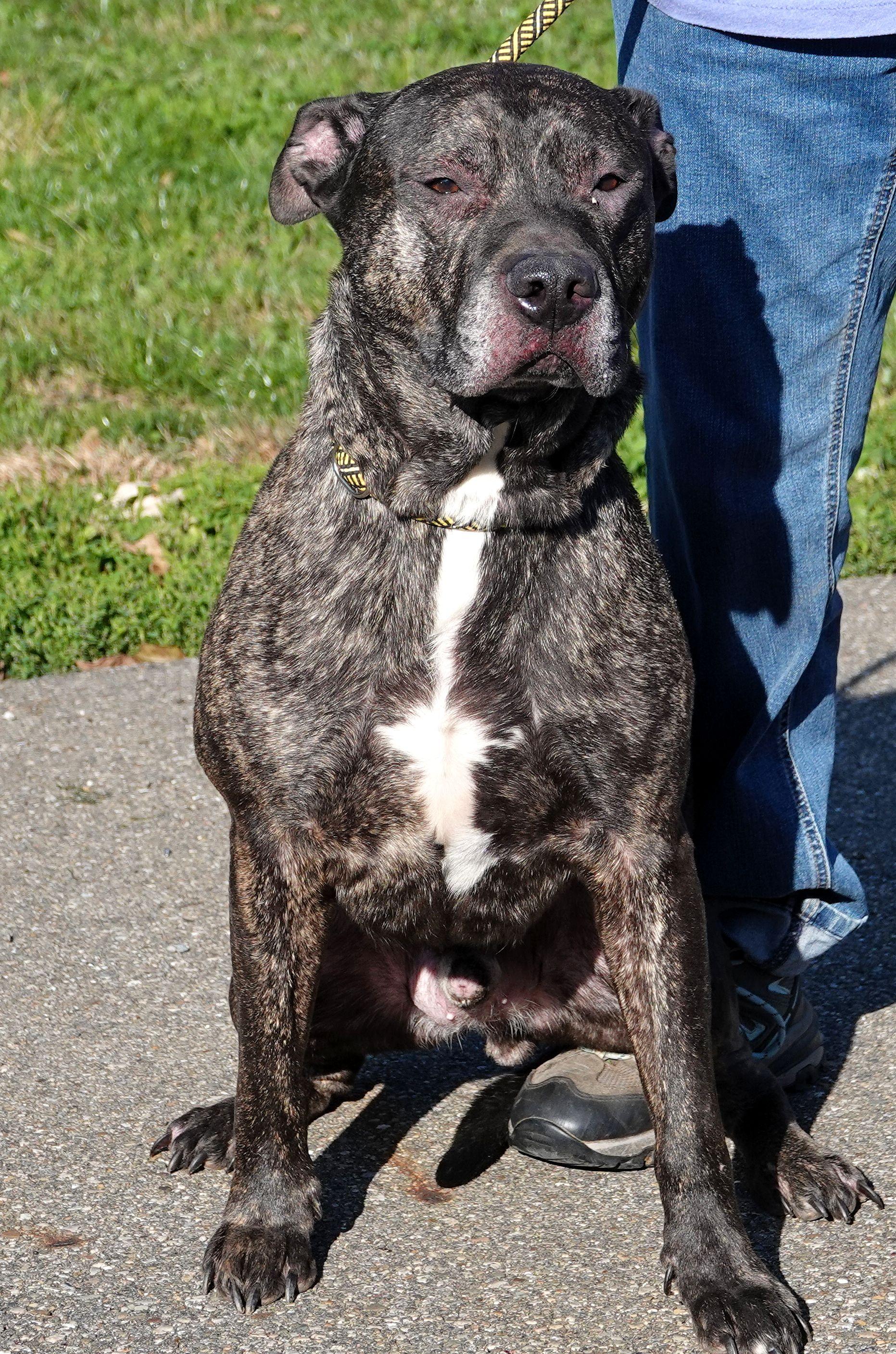 Cliff - HEARTWORM POSITIVE, a Adoptable mixed breed in Millfield, OH image 4/4