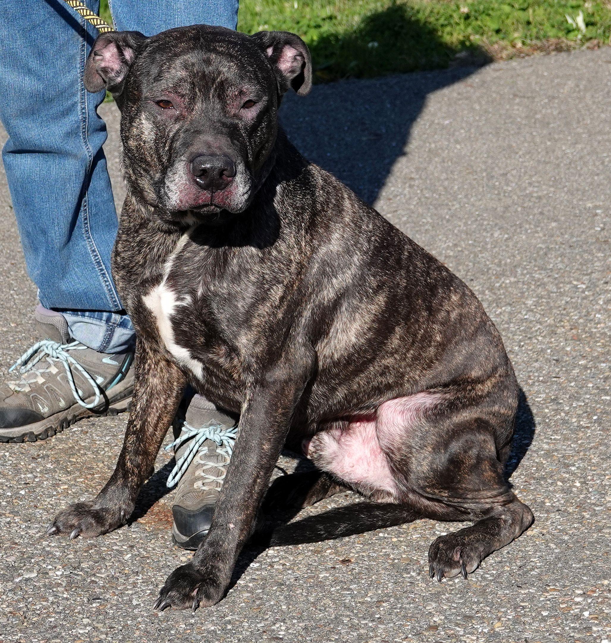 Cliff - HEARTWORM POSITIVE, a Adoptable mixed breed in Millfield, OH image 2/4