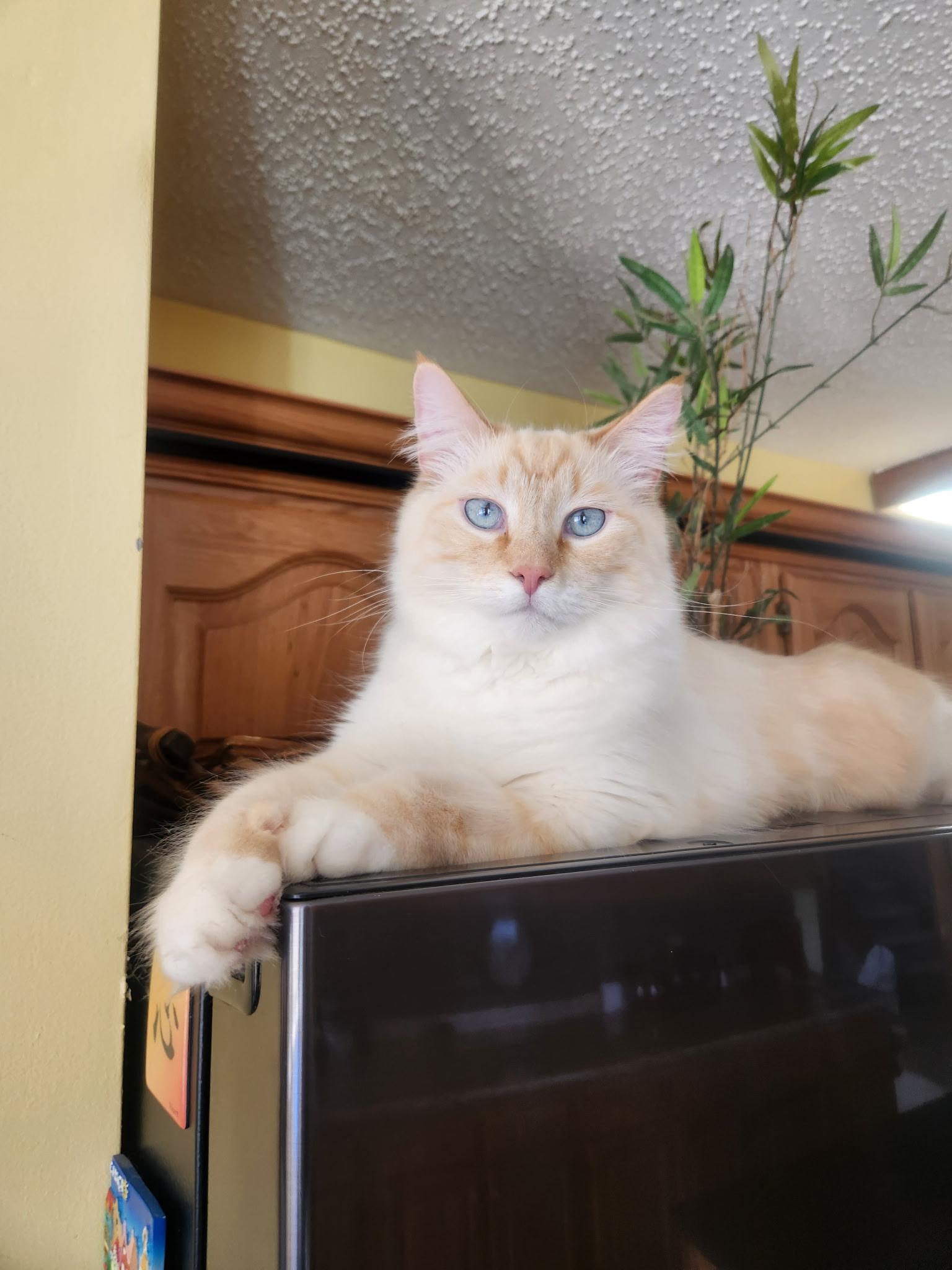 Bok Choy, an adoptable Balinese, Siamese in Marion, NC, 28752 | Photo Image 3