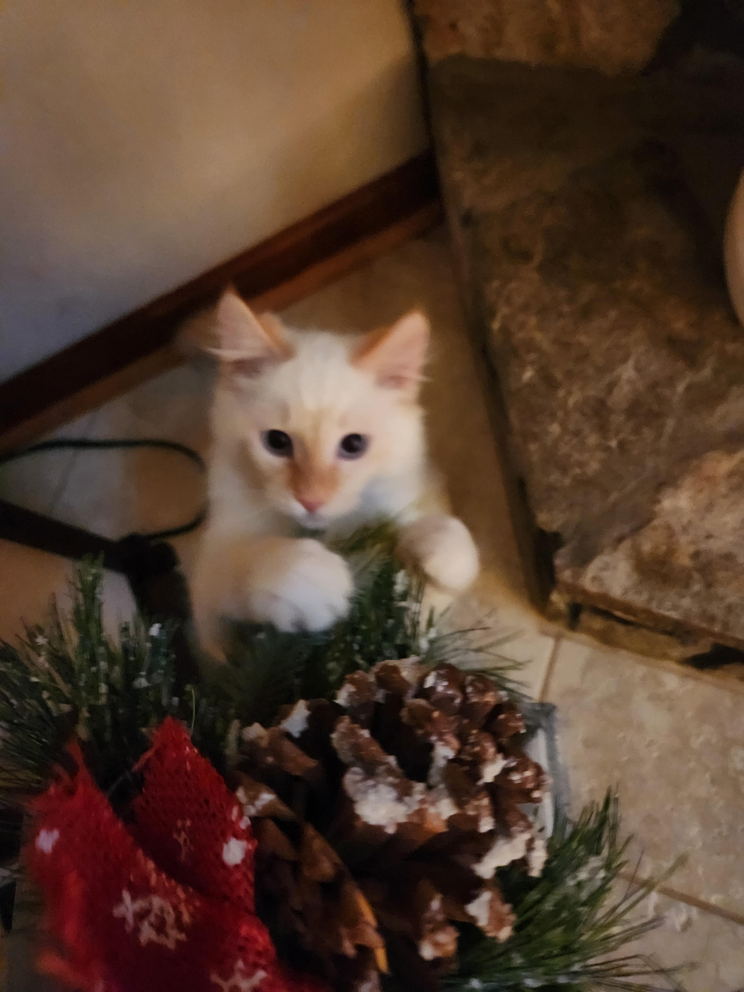 Bok Choy, an adoptable Balinese, Siamese in Marion, NC, 28752 | Photo Image 6