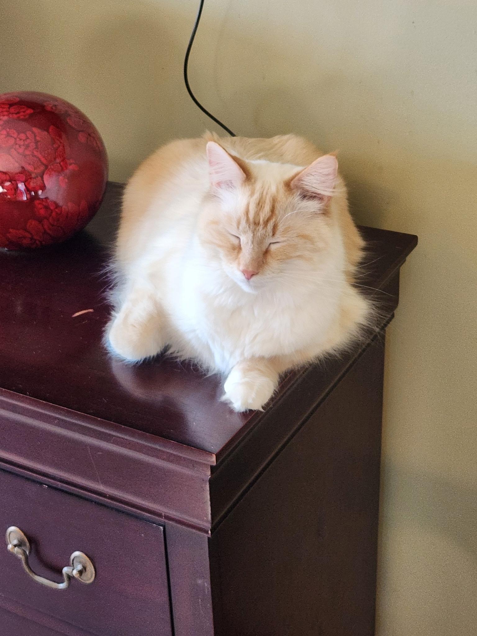 Bok Choy, an adoptable Balinese, Siamese in Marion, NC, 28752 | Photo Image 4