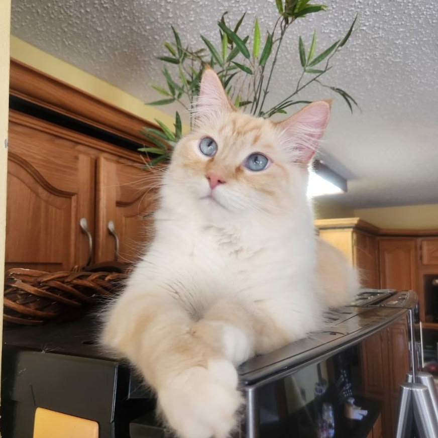 Bok Choy, an adoptable Balinese, Siamese in Marion, NC, 28752 | Photo Image 1