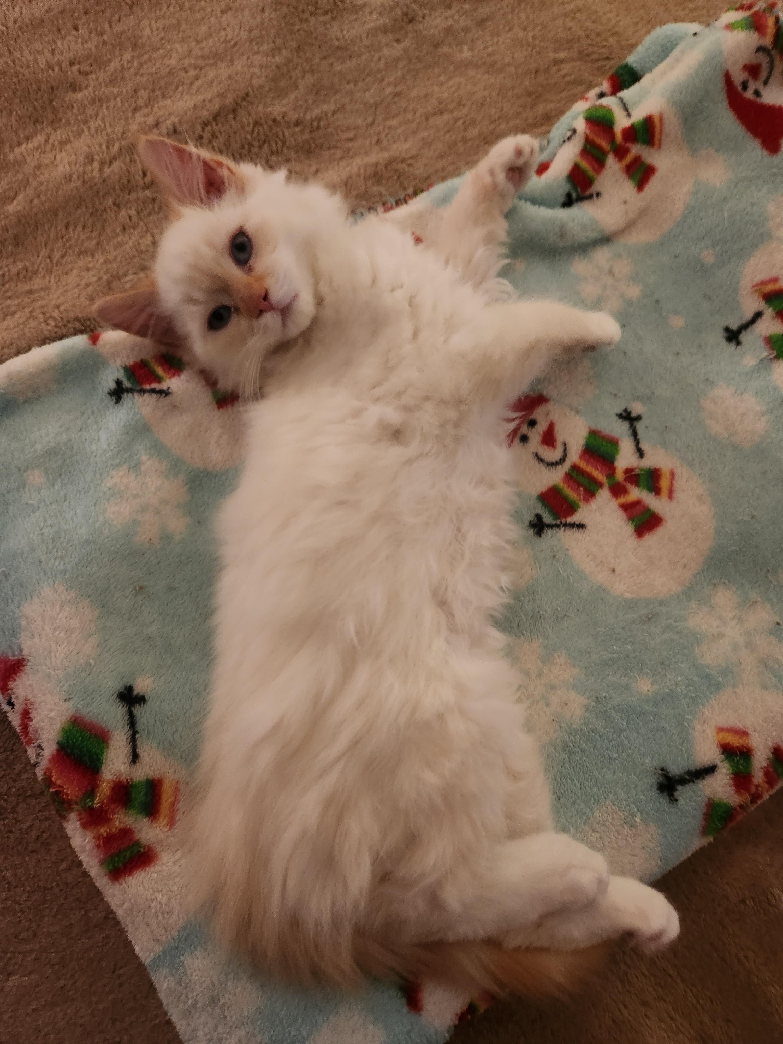 Bok Choy, an adoptable Balinese, Siamese in Marion, NC, 28752 | Photo Image 5