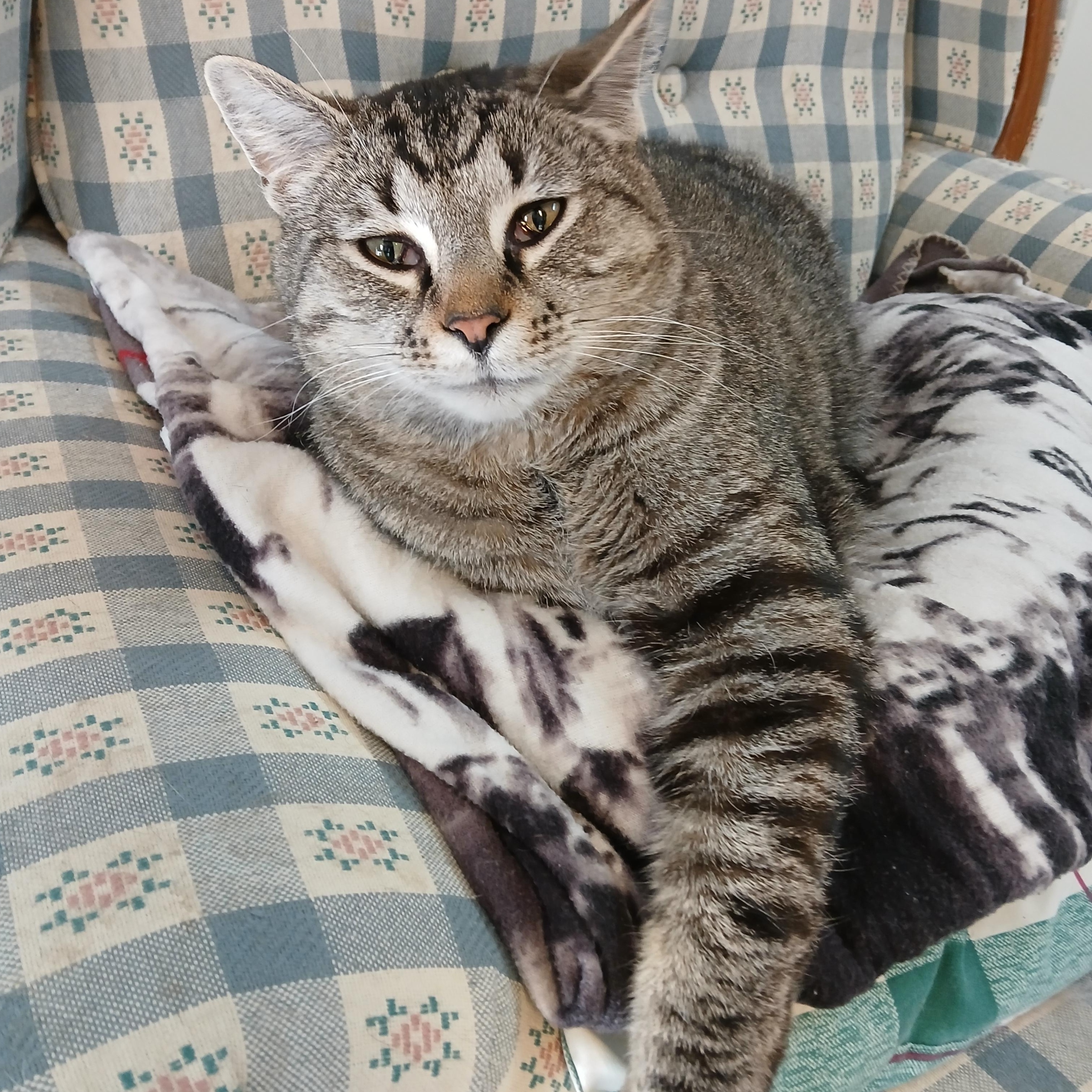 Mario, Adoptable, Adult Male Domestic Short Hair & Tabby.