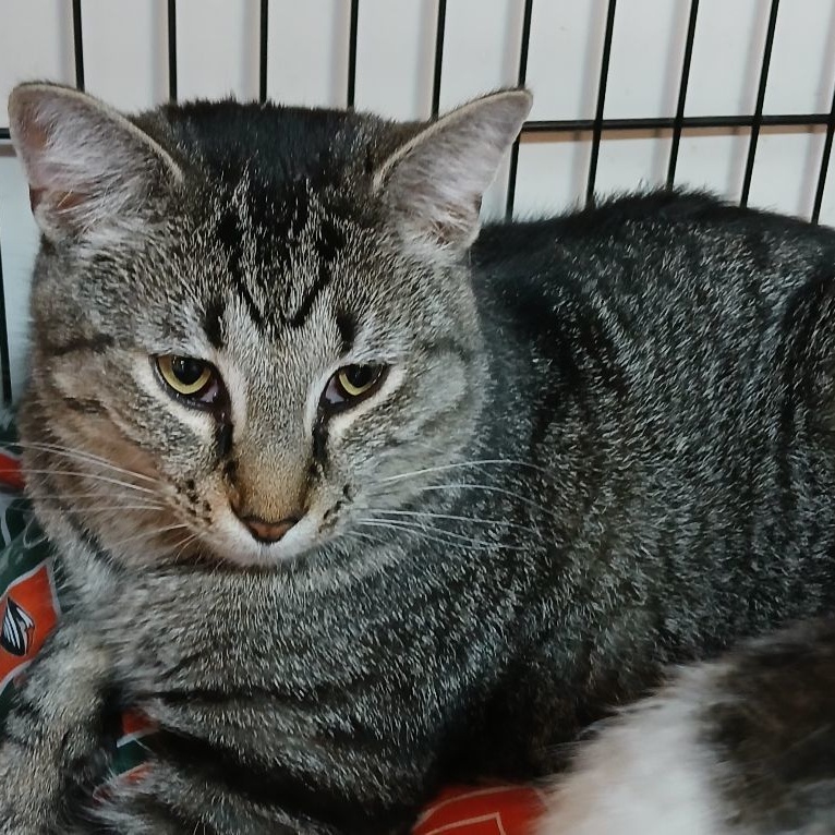 Mario, Adoptable, Adult Male Domestic Short Hair & Tabby.