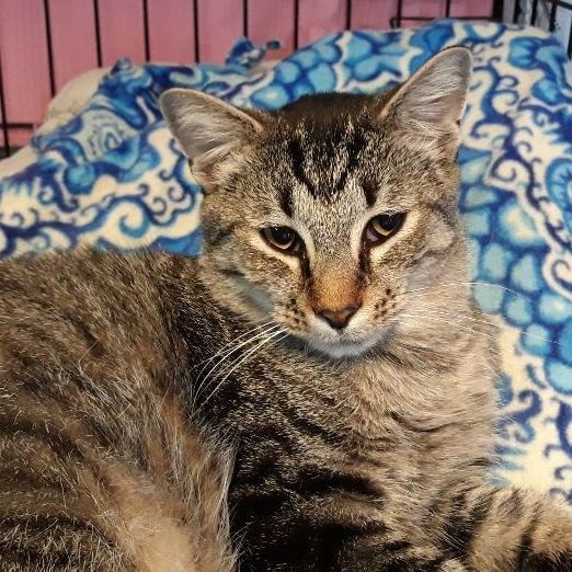 Mario, Adoptable, Adult Male Domestic Short Hair & Tabby.