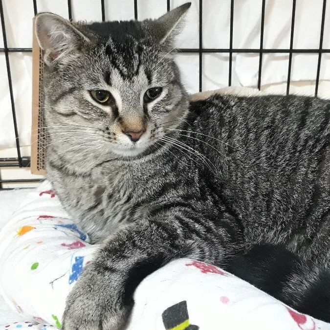 Mario, a Adoptable mixed breed in Germansville, PA image 3/4