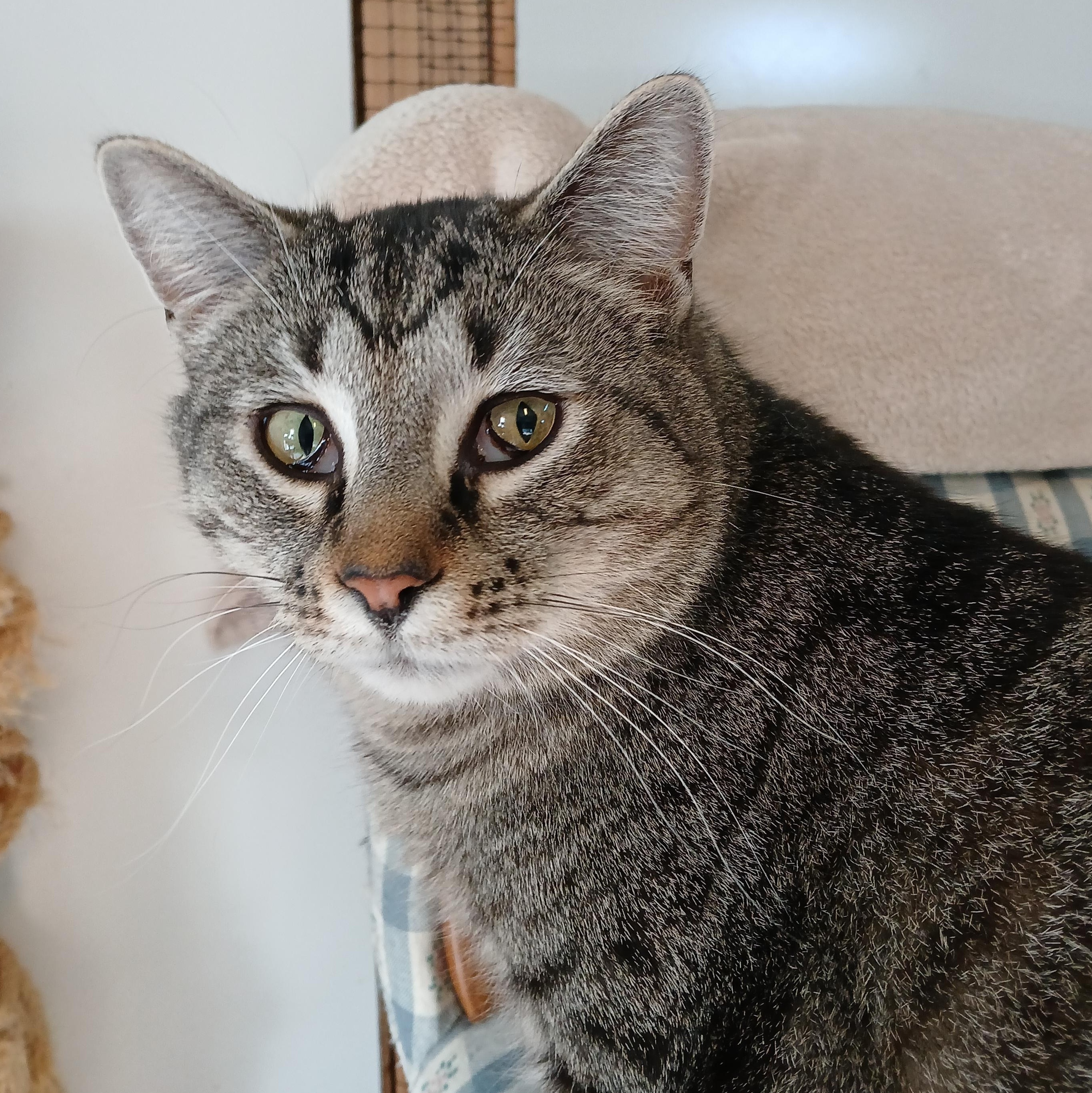 Enlarge Mario, a Adoptable mixed breed in Germansville, PA image 6/6