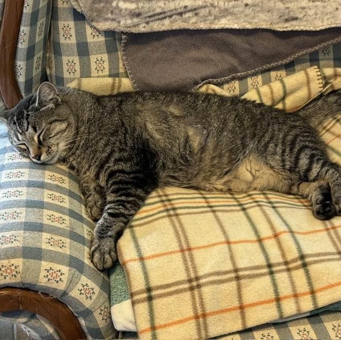 Enlarge Mario, a Adoptable mixed breed in Germansville, PA image 5/6