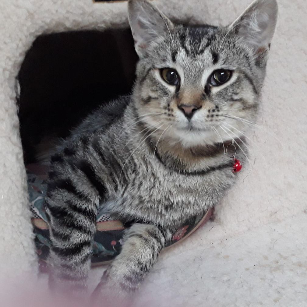 Mario, a Adoptable mixed breed in Germansville, PA image 4/4