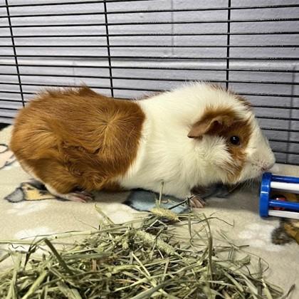 Marley, Adult Male Guinea Pig