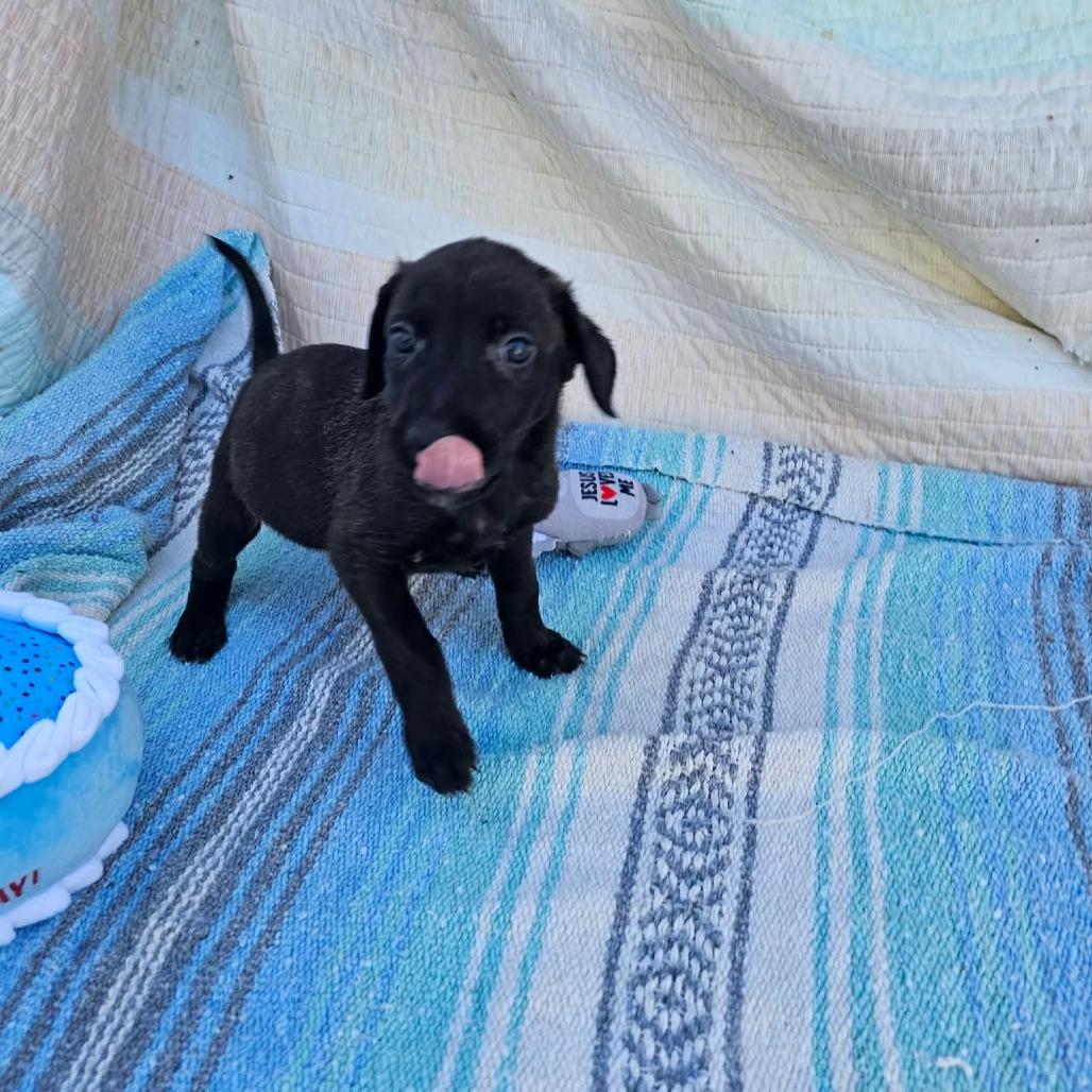 Enlarge Sunny, a Adoptable mixed breed in Wadena, MN image 3/6