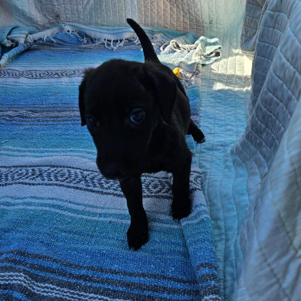 Enlarge Sunny, a Adoptable mixed breed in Wadena, MN image 4/6