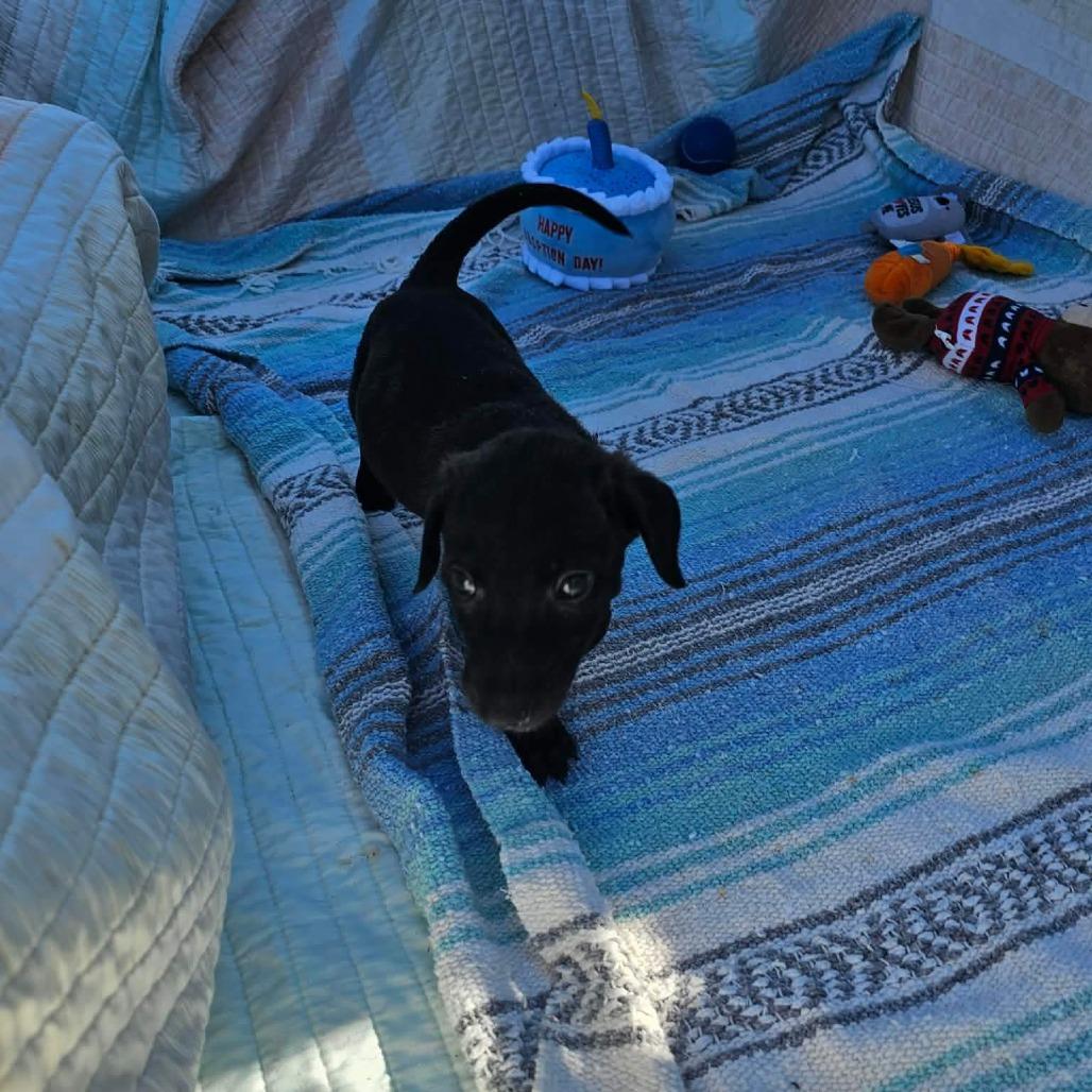 Enlarge Sunny, a Adoptable mixed breed in Wadena, MN image 5/6