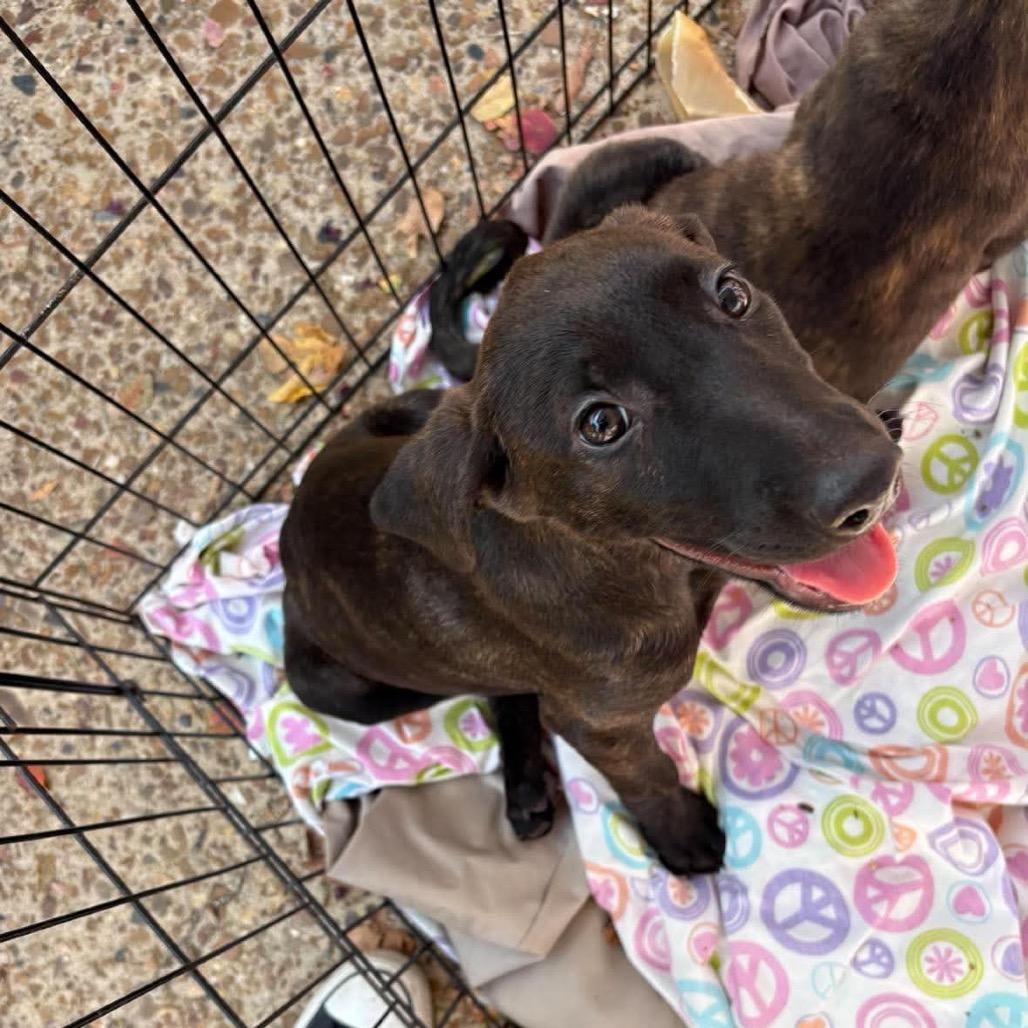 Enlarge Sunny, a Adoptable mixed breed in Wadena, MN image 2/6